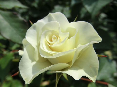 りょっこう　緑光0170