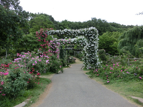 京成バラ園sCIMG5501