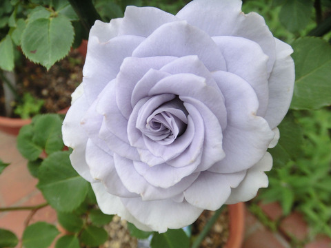 ブルー　グラビティsCIMG5445