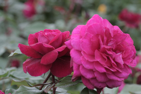 ジプシー　ソウルsIMG_6883