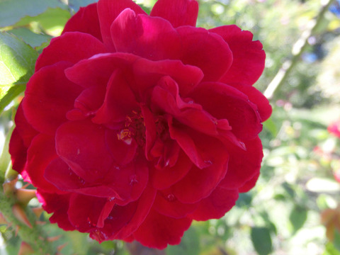 エル　ディ　ブレイスウェイトsCIMG8258