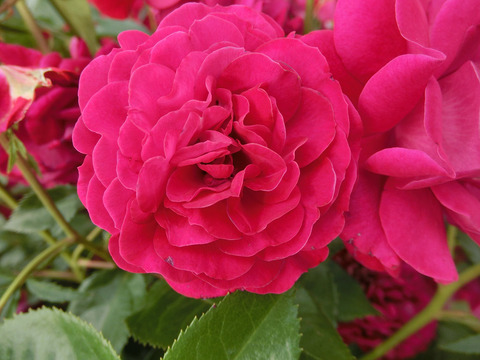 ディープ　ボルドーsCIMG5394