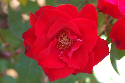 レッド　シンプリシティsDSCF9504