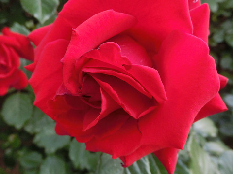 レッド　クイーン2793