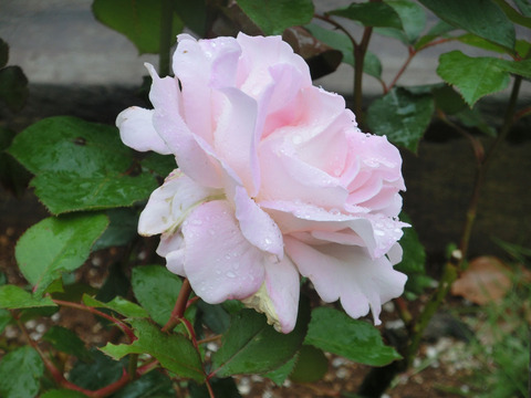 はるよ　晴世　（はるよ）sCIMG6116