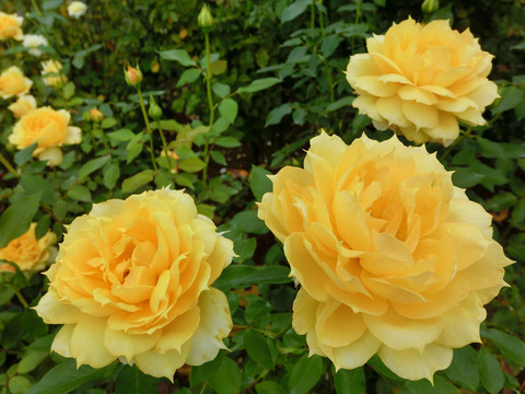 サニー　アンティークsCIMG6981