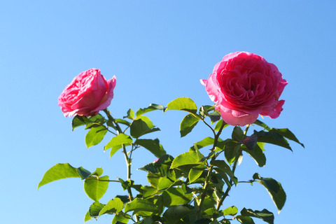 アドーア　ロマンティカsDSCF9942