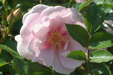 クー　ドゥ　クールsDSCF1495