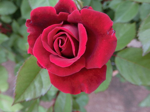 ヒューマニティー0995