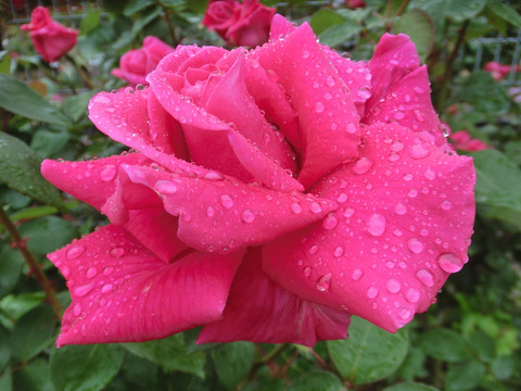 バリアントsCIMG6487