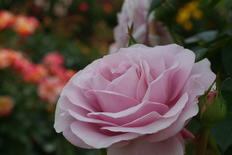 パフューム　ドレスsDSCF2137