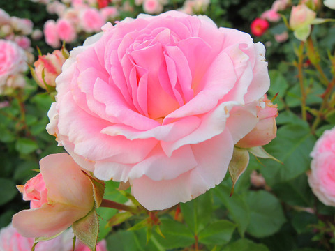 ラリッサ　バルコニアsDSCN6634