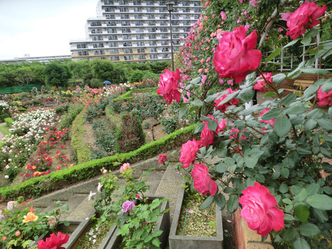 谷津バラ園sCIMG5797