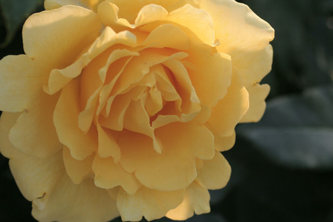 こがね　黄金5182