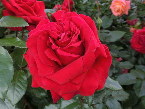 レッド　クイーン2803