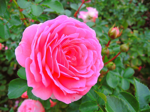 ラリッサ　バルコニアsDSCN9814