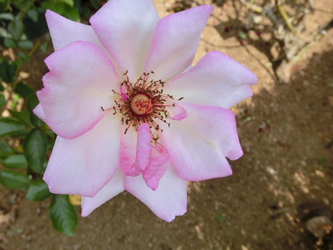 ハッピー　イベントsCIMG6524