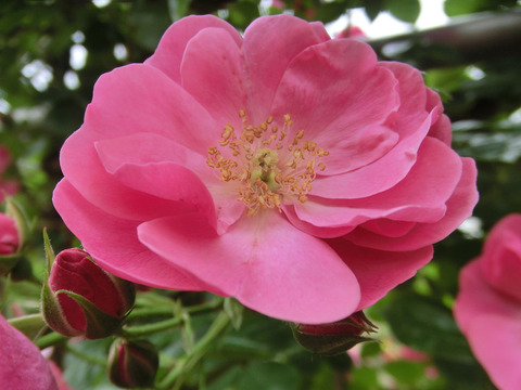 アンジェラsCIMG5588