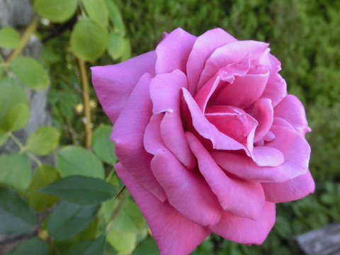 しうん　紫雲　（しうん）sCIMG6753