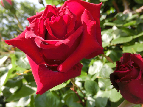 アンクル　ウォルターsCIMG5091