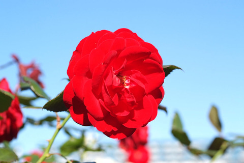 マリアンデールsDSCF9633