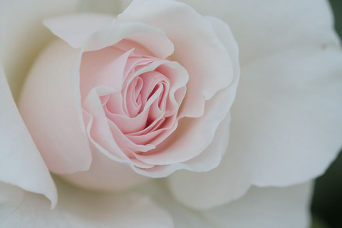 ナイチンゲール3896