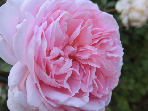 ぽぽぽちーくsCIMG6064