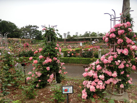 谷津バラ園sCIMG6142