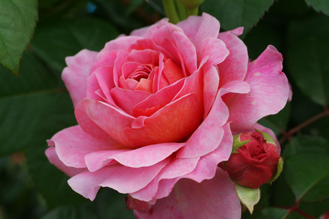 アイスフォーゲルsDSCF2482