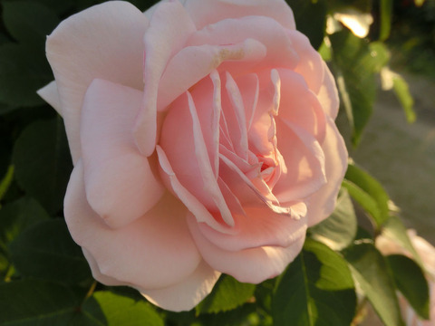 ルミナス　ピラー1849