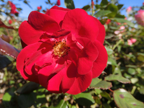 マリアンデールsCIMG8350