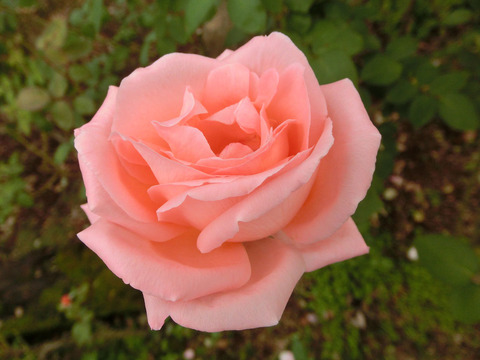 めがみ　女神sCIMG5081