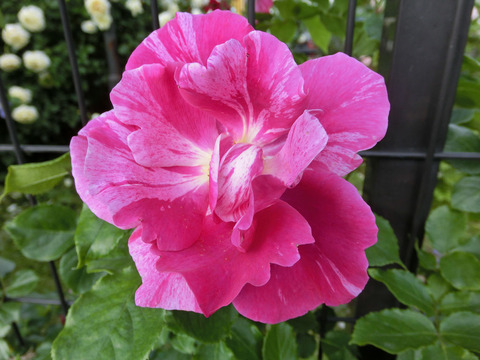 ロゼ　ピエール　ドゥ　ロンサール1630