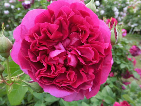 ザ　ダーク　レディ2779