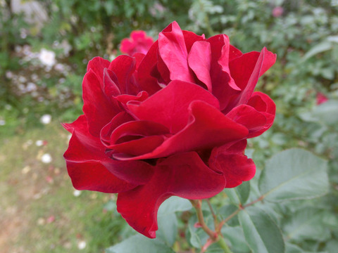 ディープ　ボルドーsCIMG8439