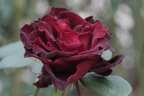 ベルサイユのばらsIMG_7790