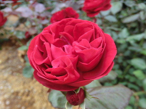 マリアンデールsCIMG5619