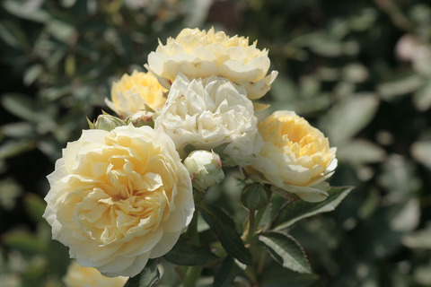 こいきらら　恋きららsIMG_4745