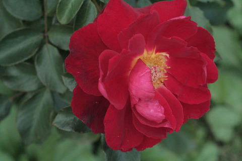 レッド　レディ　ラッフルsIMG_5813