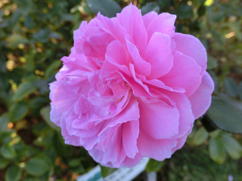 オーキッド　ロマンス8710