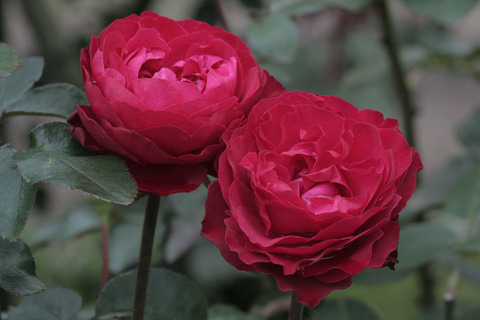 ティアーモsIMG_5389