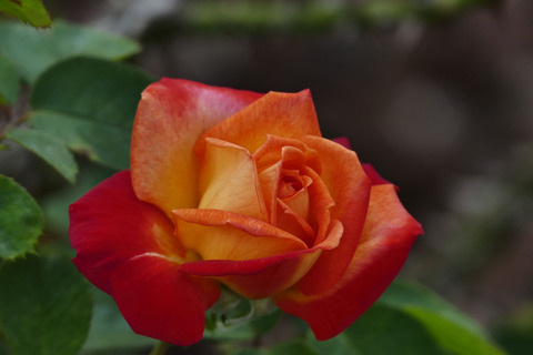 シャコックs_1210878