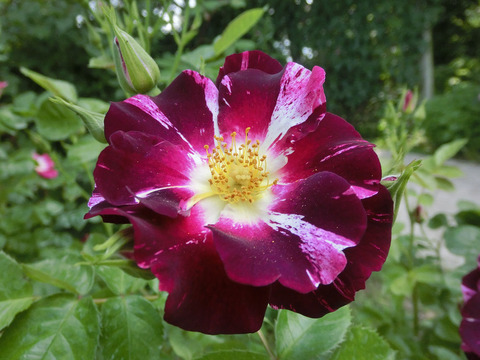 パープル　スプラッシュsCIMG4121