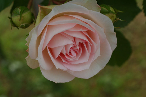 アミ　ロマンティカsDSCF2035