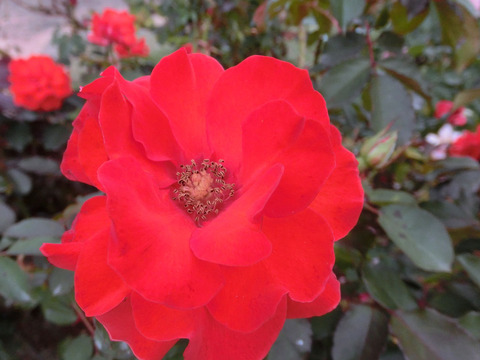 オリンピック　ファイアーsCIMG7486