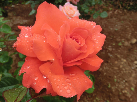 スケルツォsCIMG6425