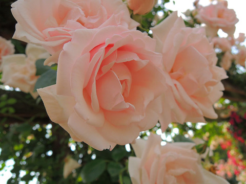 ニュー　ドーン1975