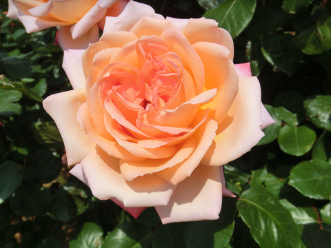 むそう　夢想0069