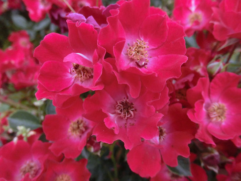 バッシーノsCIMG5539