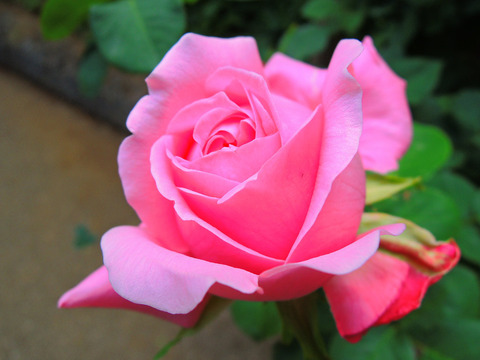 ハー　マジェスティsDSCN5729